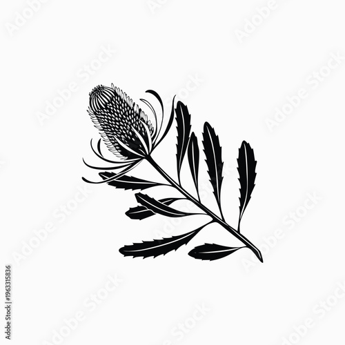 A black and white vector illustration of a Banksia flower and leaves