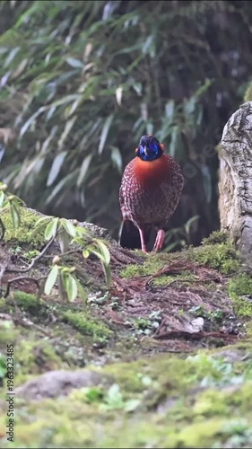 Striking male Blyths tragopan pheasant showcases brilliant orange plumage and vibrant blue facial markings while perched upon mossy forest undergrowth during a gentle rainfall