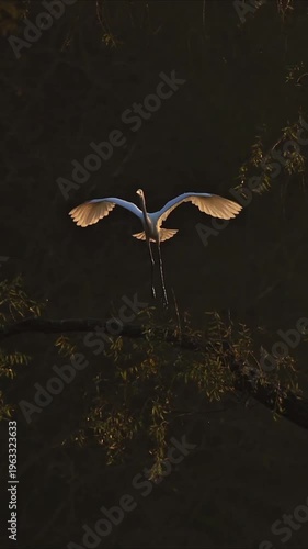 Majestic great white egret and a reddish ibis perched together on a dark tree branch bathed in soft, natural morning light during a quiet outdoor wildlife observation.