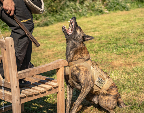 Photography Barking dutch shepherd dog in bite work training