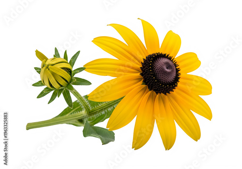 A yellow flower with a green stem and leaves isolated on transparent background