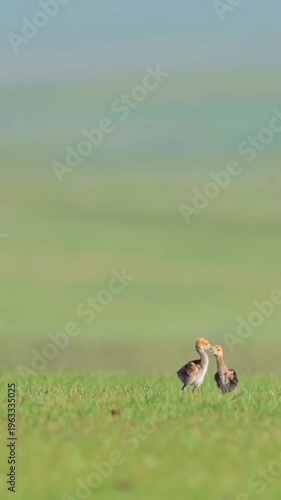 Demoiselle crane mother carefully guides her two fluffy newborn chicks across a vibrant green grassy field during the bright morning light seeking food.