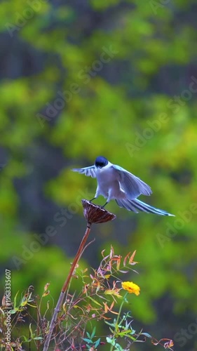 An elegant azure-winged magpie gracefully soars through the vibrant natural habitat with its striking blue plumage and exceptionally long tail, captured in motion as it prepares to land gently on a un
