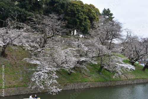 千鳥ヶ淵緑道の桜