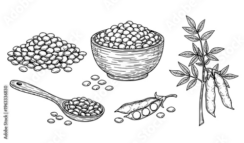 Lentil Vegetable Sketch Set Vector with Bowl Spoon and Plant Black and White Isolated Line Art Illustration