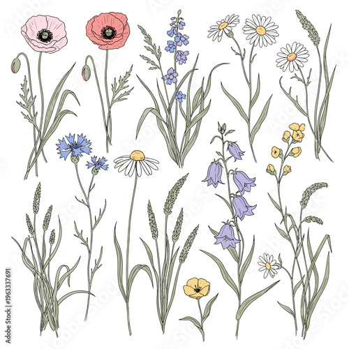 Detailed Wild Meadow Flower and Herb Line Art