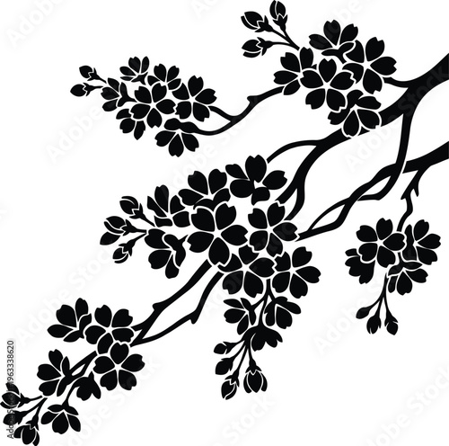 Elaborate proficient structure of graceful black cherry blossom branches with delicate flowers and opening buds.