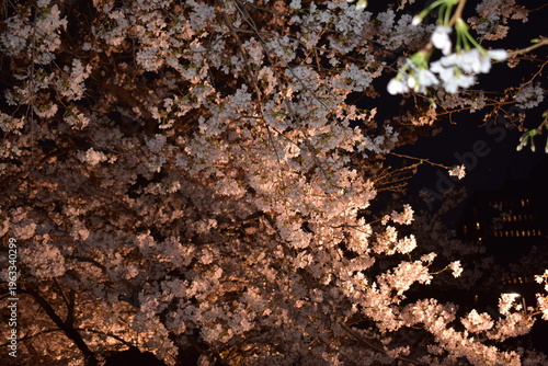 千鳥ヶ淵緑道の夜桜