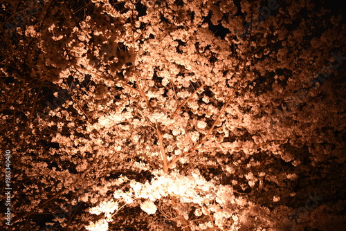 千鳥ヶ淵緑道の夜桜