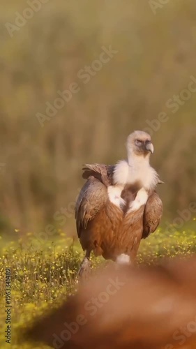 Majestic griffon vulture standing tall amidst a field of bright yellow spring wildflowers under warm natural sunlight outdoors