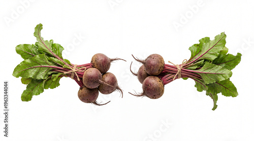Two fresh organic bunches of whole garden beets with vibrant green leaves and roots tied with twine, isolated on transparent background