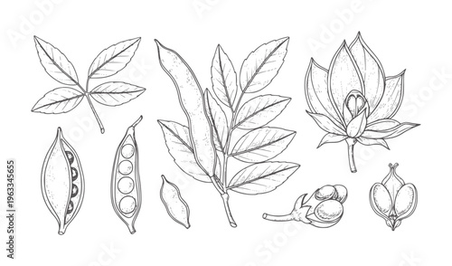 Black and white botanical line of various leaves pods and flowers seeds