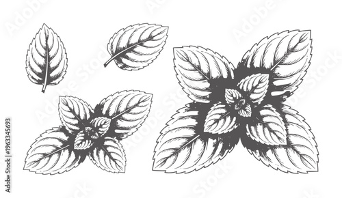 Black and white botanical of basil leaves in various groupings