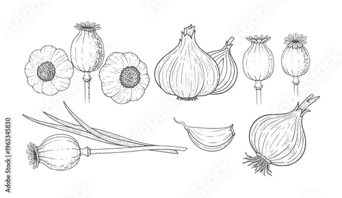 Black and white botanical of opium poppy seed pods and flowers