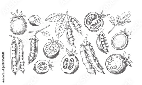 Black and white botanical of peas and tomatoes with pods and cross sections