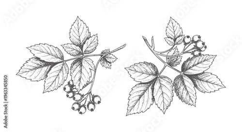 Black and white botanical of raspberry leaves and berries