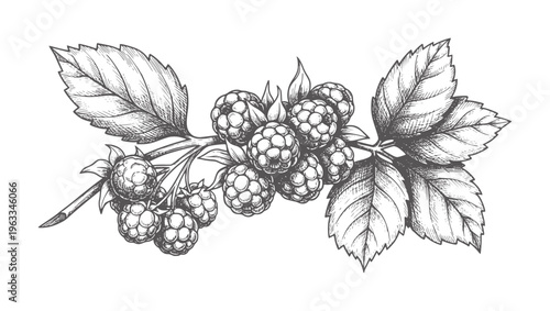 Black and white line of blackberries a stem with leaves botanical