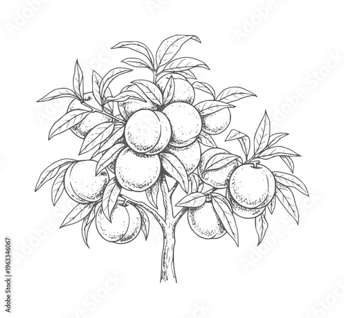 Black and white line of a fruit bearing tree with round fruits and elongated leaves