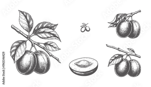Black and white of plums branches and pit view fruit leaves botanical