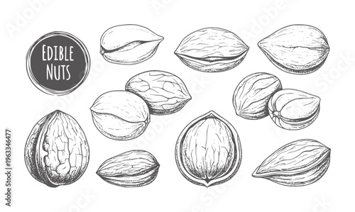 Black and white of various edible nuts and seeds almonds walnuts hazelnuts