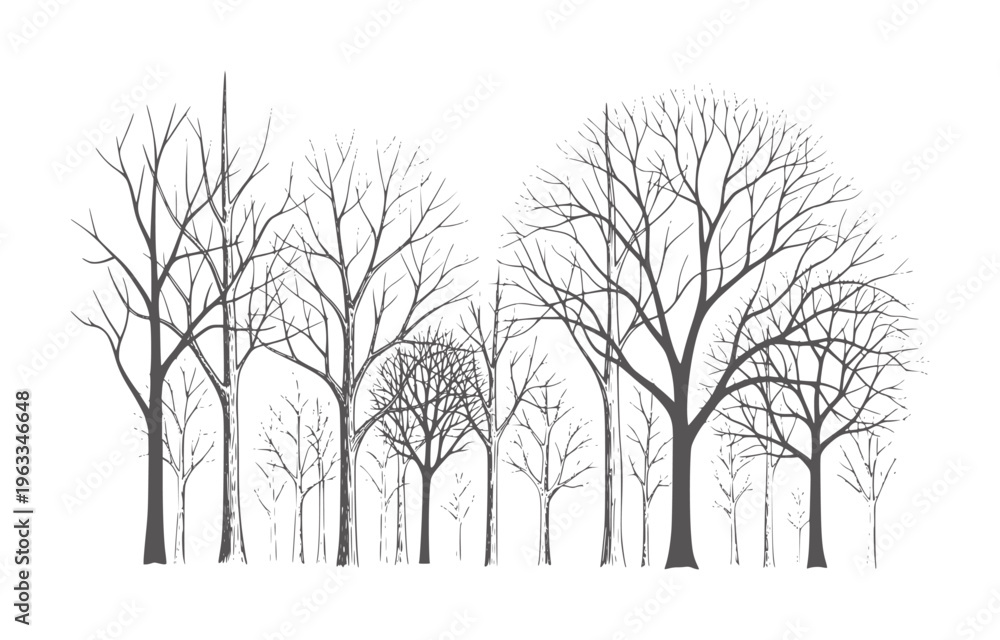 Fototapeta premium Monochrome bare tree forest with intricate branches in winter season trees black