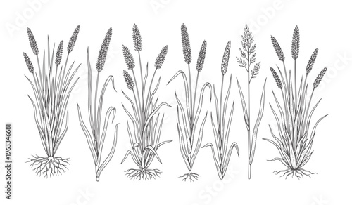 Monochrome botanical line of various grass species with roots grasses