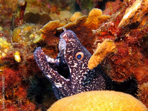 Photography Moray eel hiding in the tropical coral reef