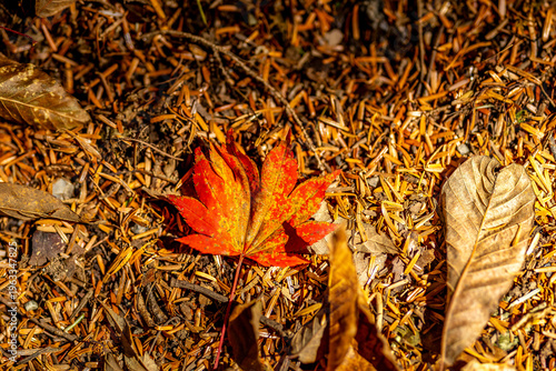 Photos Maple Foliage in Japanese Highlands