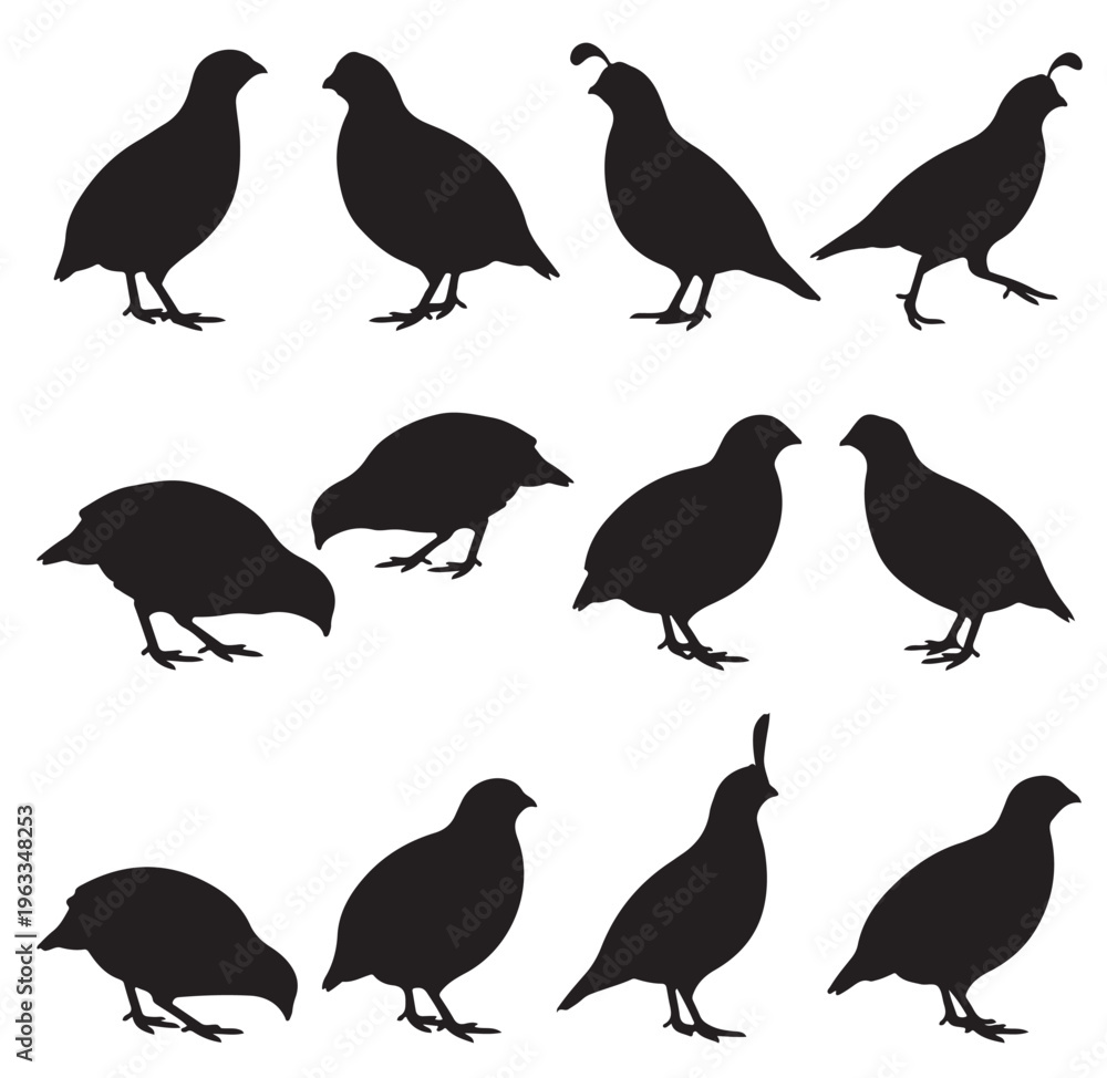 Fototapeta premium black and white vector silhouette set of Quail