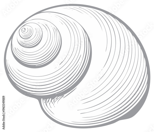 Classic engraved style line art illustration of a spiral seashell or snail shell