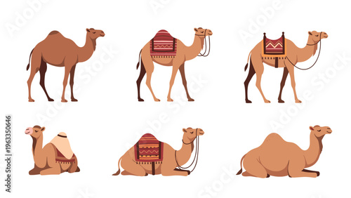 Detailed illustration collection showing various dromedary camels in standing and sitting positions with decorative saddles and bridles.