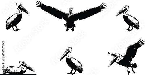 Pelican bird silhouette collection featuring coastal water birds flying sitting and standing in various poses cad drawing flat vector illustration isolated on white.