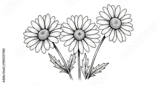 detailed botanical drawing of three blooming daisies a hand-drawn floral illustration ideal for nature designs and spring themes