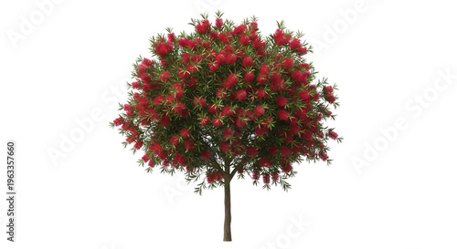 Red bottlebrush flower tree blooming isolated.