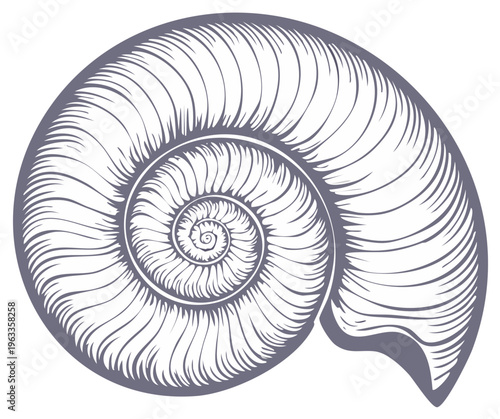 Intricate Vector Illustration of Nautilus Shell Showing Spiral Growth Pattern