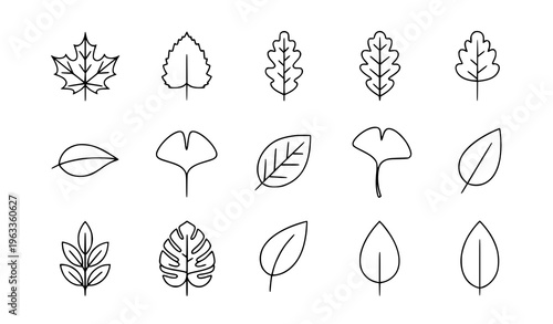 Collection of various leaf outlines and shapes