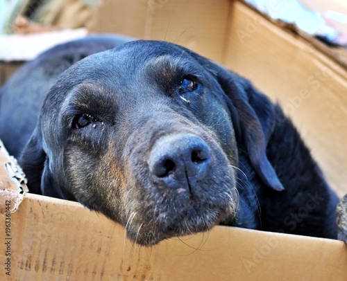 Sad looking old stray black dog resting its head on a cardboard box edge