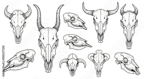 Set of Hand Drawn Animal Skulls Illustration
