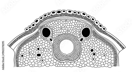 Plant Cell Cross Section Diagram.