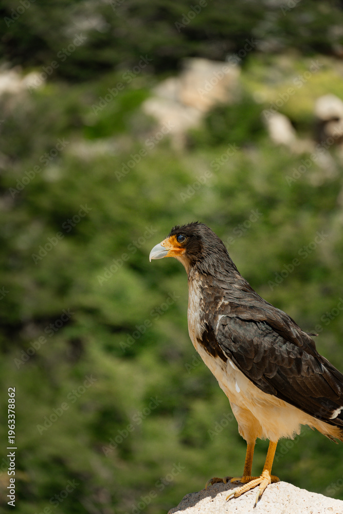 Obraz premium Aves