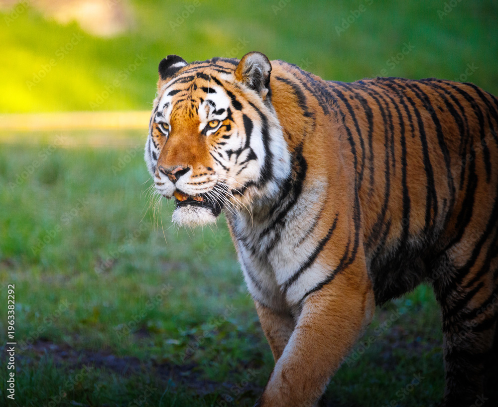 Fototapeta premium A male Amur Tiger prowling through grass.