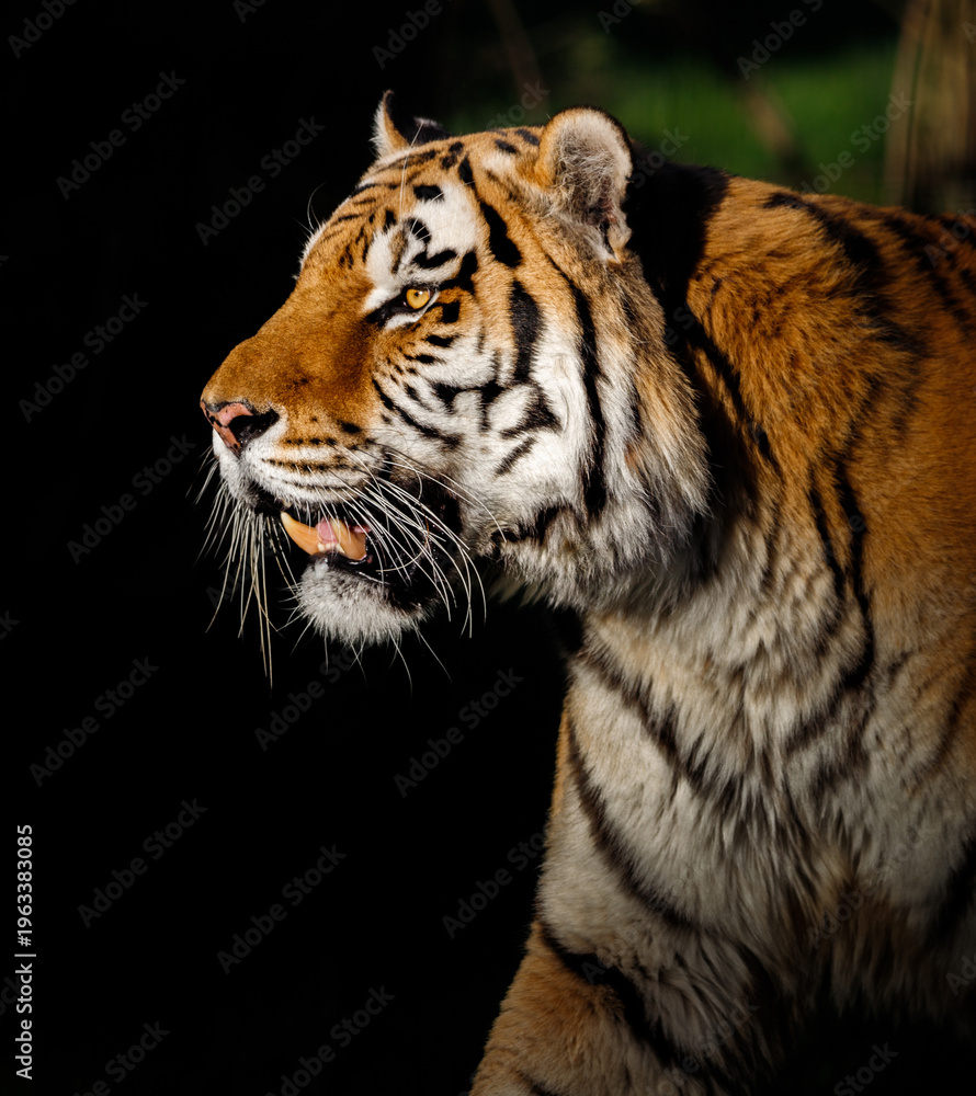 Obraz premium A male Amur Tiger in profile.