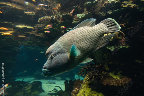 Large Napoleon wrasse or humphead wrasse swimming through a coral reef aquarium surrounded by tropical fish