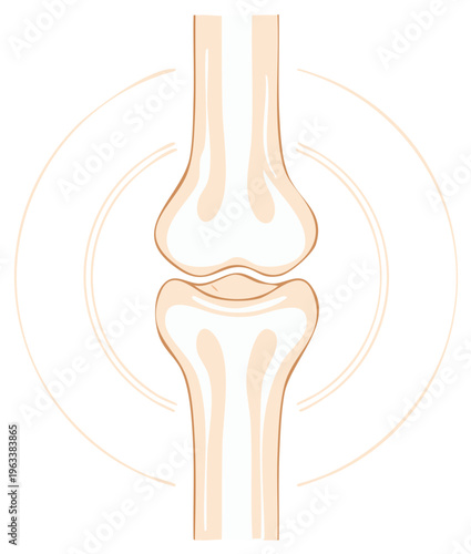 Illustrated view of a knee joint with light background and supporting lines