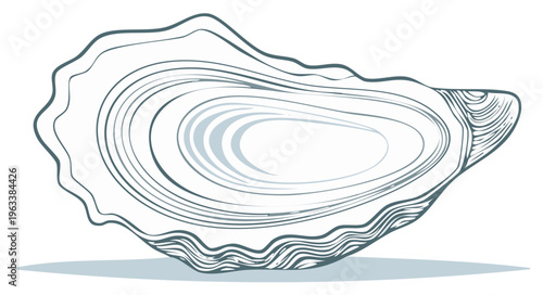 Stylized oyster shell illustration with detailed lines, seafood concept