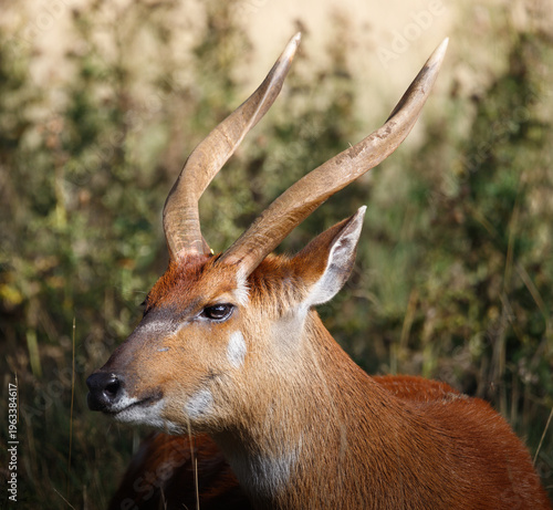 Tableau sur toile A sitatunga sitting in grass.