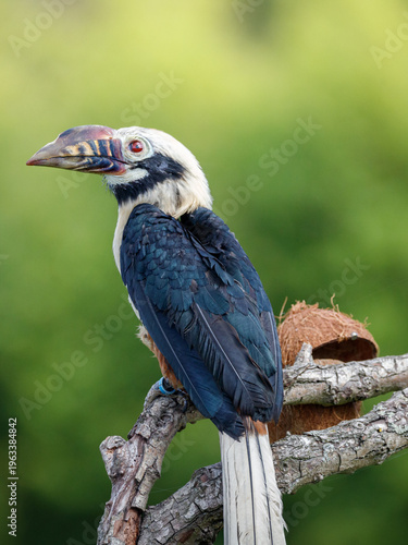 A Visayan Hornbill on a branch