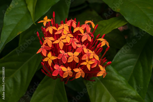 Beautiful Red Ixora Flower Bouquet Against Natural Green Leafy Background