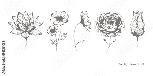 Monochrome gray botanical flower set, hand drawn vintage floral illustrations with lotus, cosmos, ranunculus and tulip bud on white background