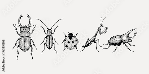 Vintage insect illustration set featuring beetles, ladybug and praying mantis, black and white engraved entomology collection isolated on neutral background